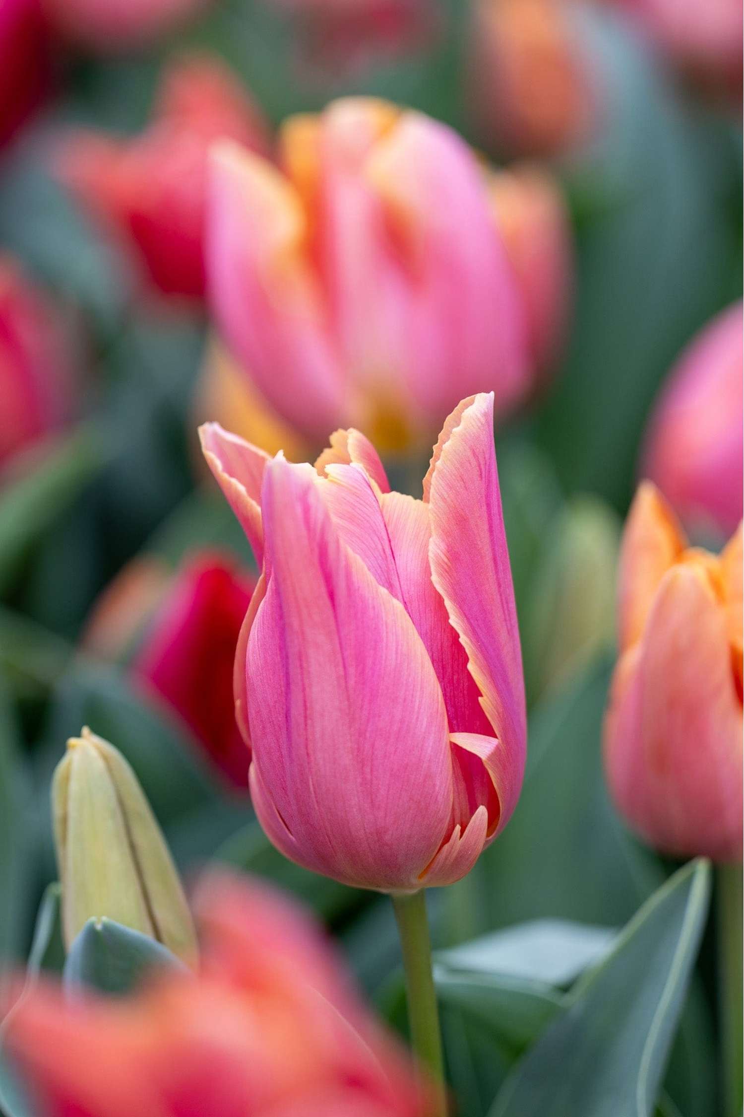 Tulpenmischung 'Jimmy Family' - Tulipanblanding